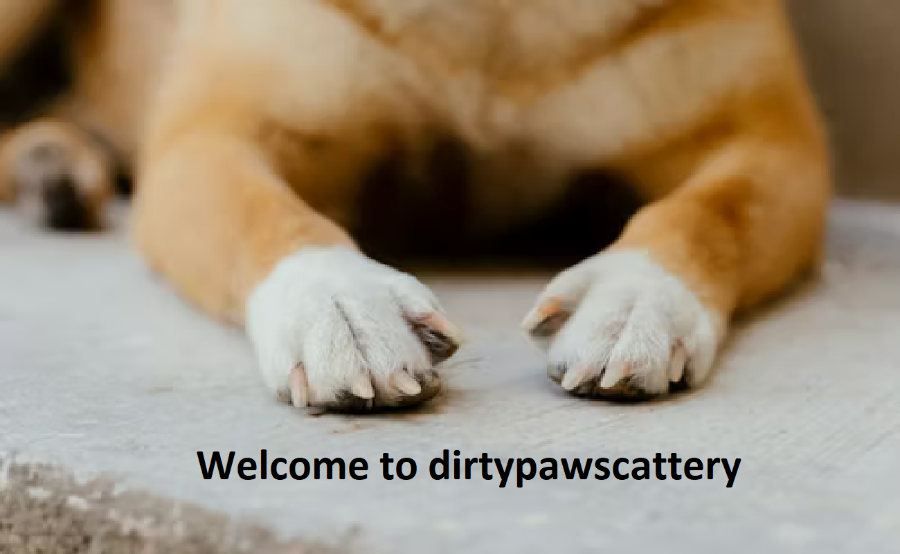 Dirty Paws Cattery