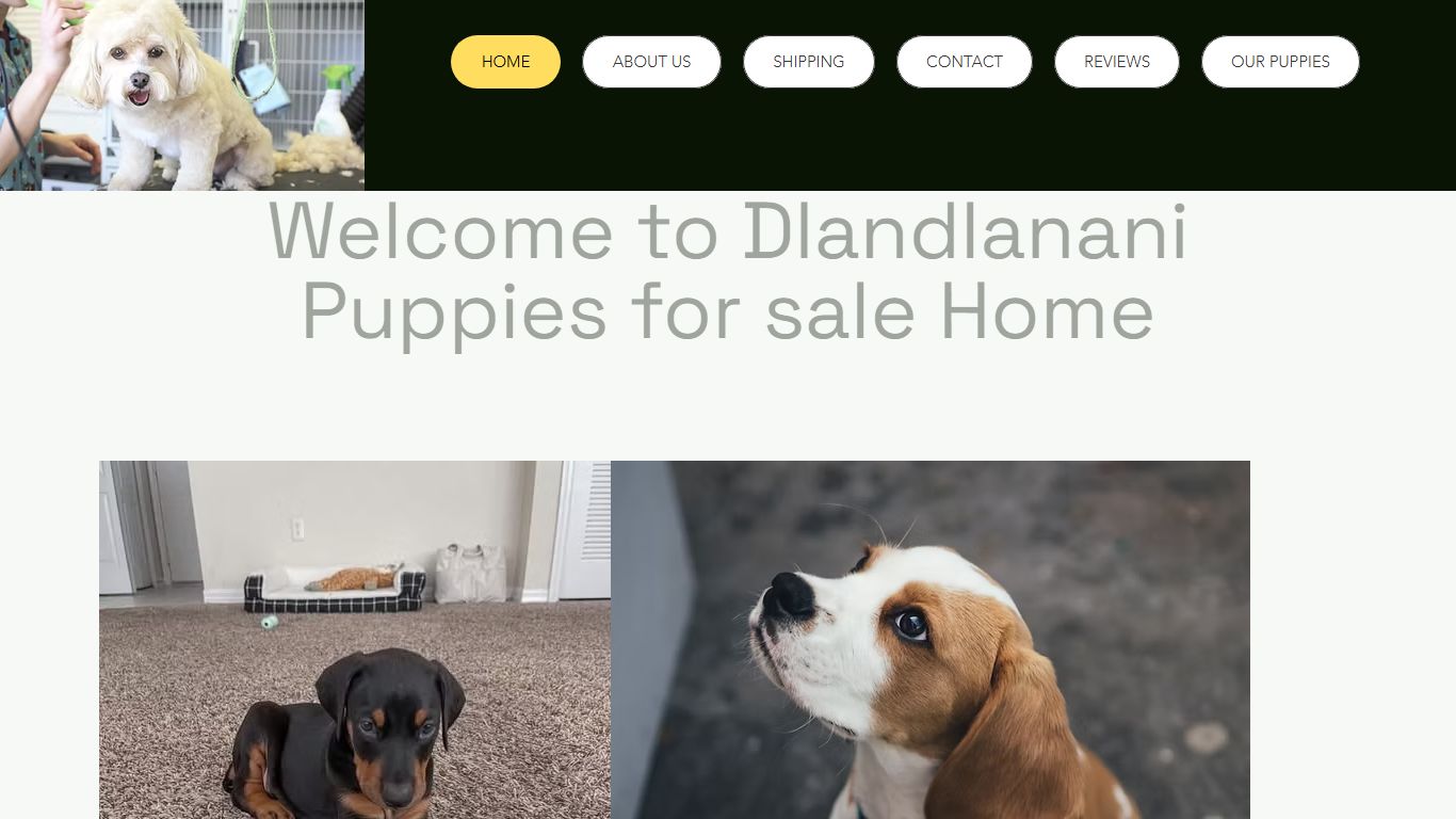Dlandlanani Puppies