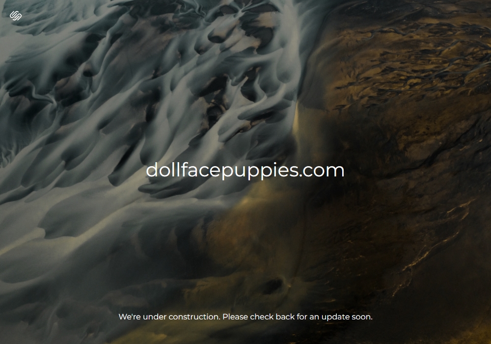 Doll Face Puppies