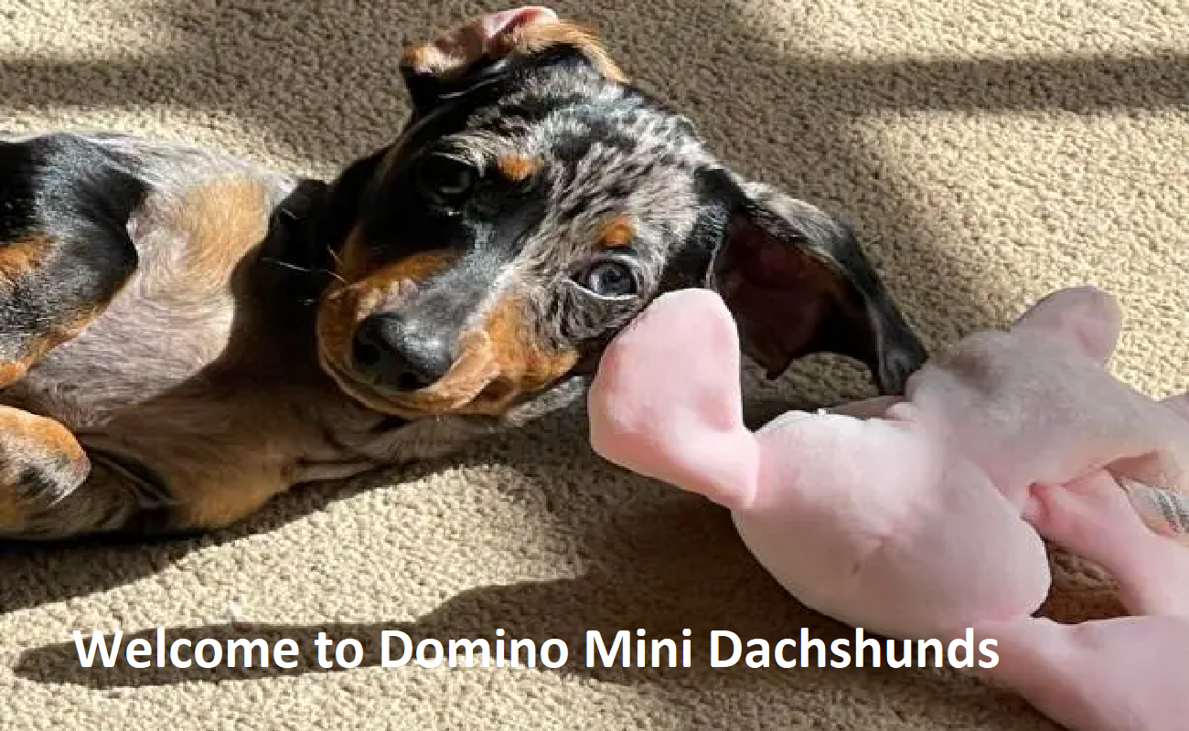 Domino Mini Dachshunds