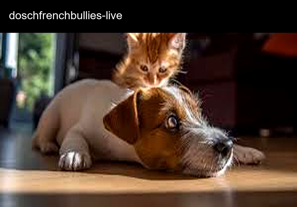 Posch French Bullies Breeder