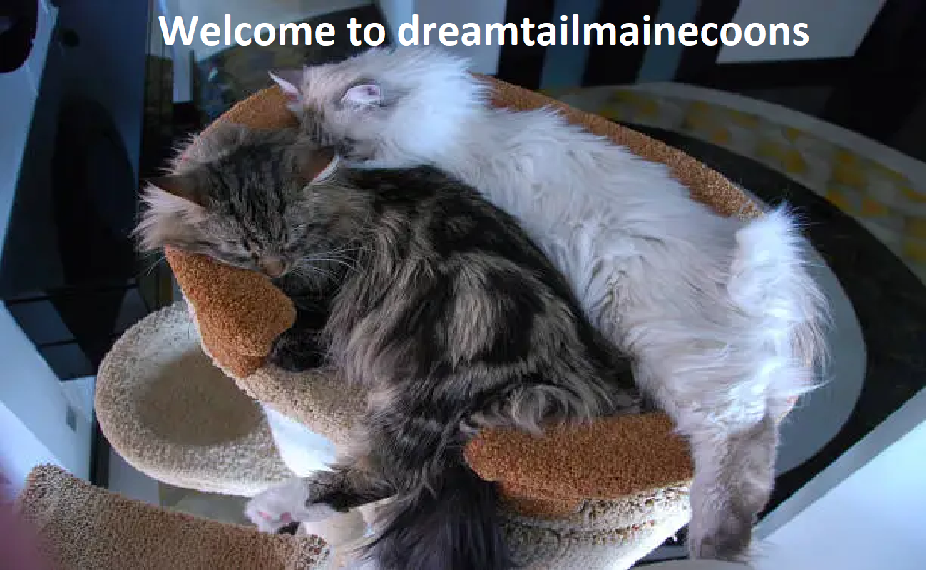 DreamTail Maine Coons Cattery