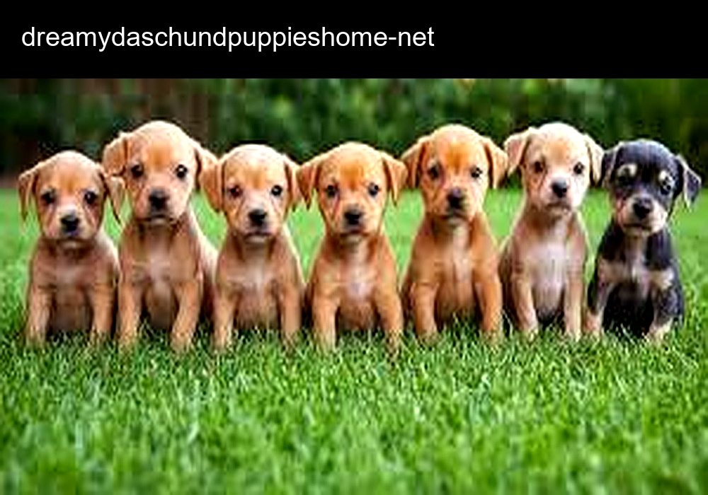 Dreamy Daschund Puppies Home Dreamy Daschund Puppies Home