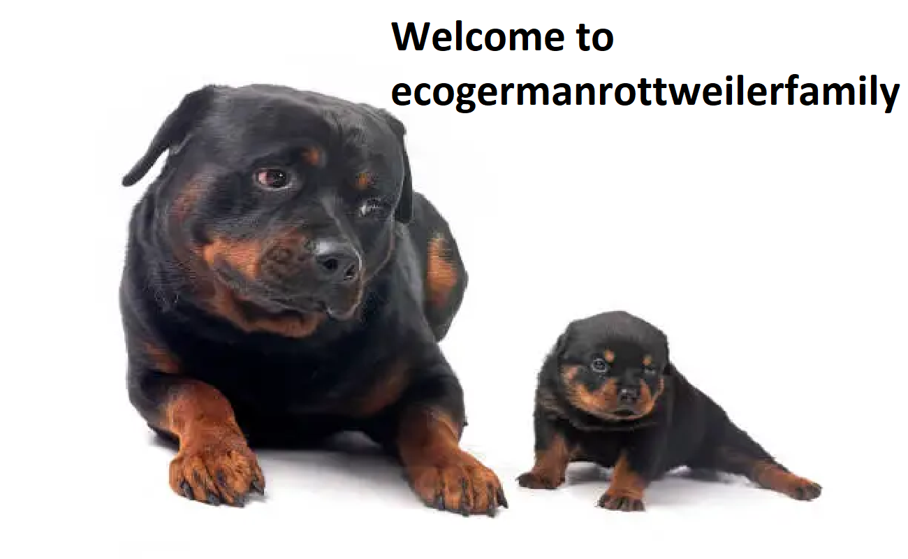 Eco German Rottweilers Family Eco German Rottweilers Family