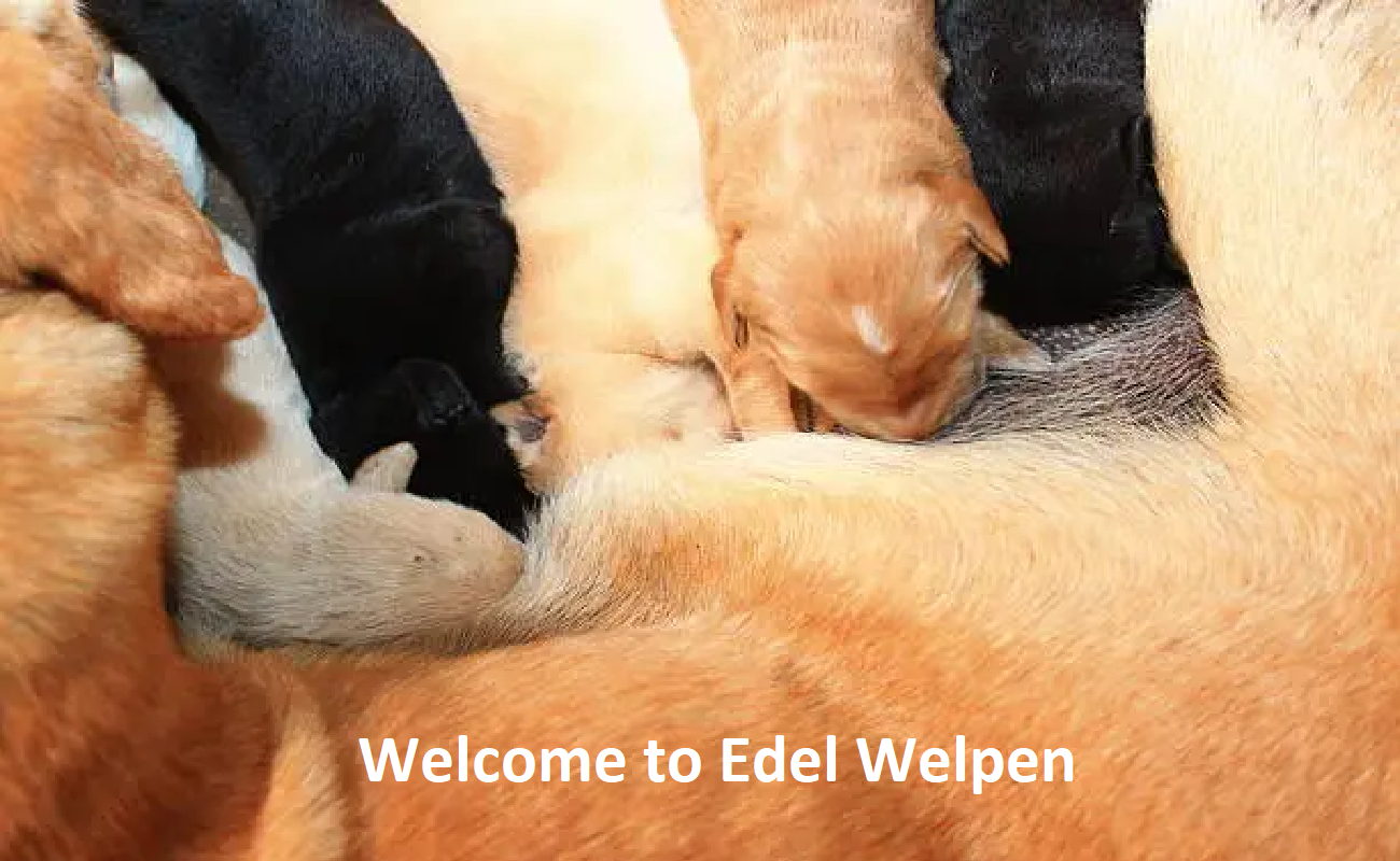 Edel Welpen Edel Welpen