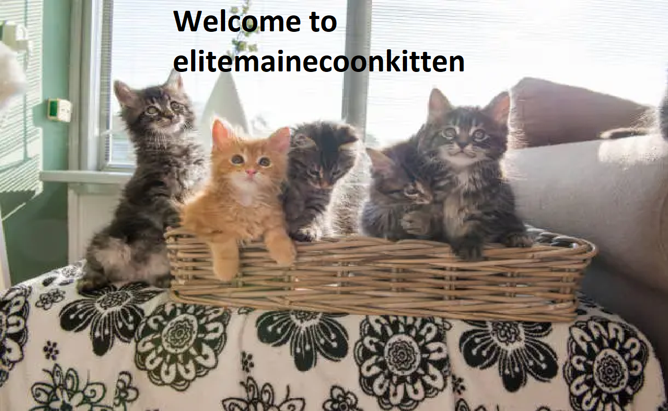 Elite Maine Coon Kittens Breeder