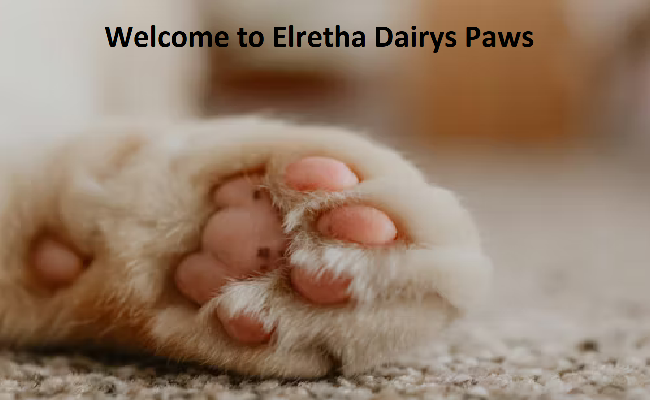 Elretha Dairys Paws