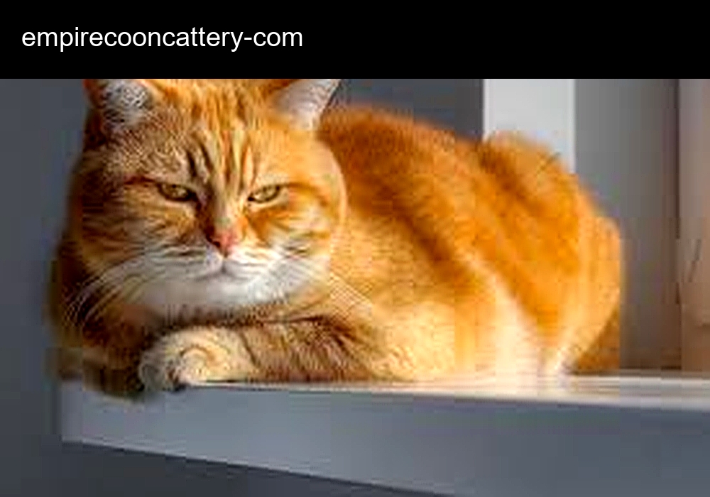 Empire Coon Cattery Empire Coon Cattery