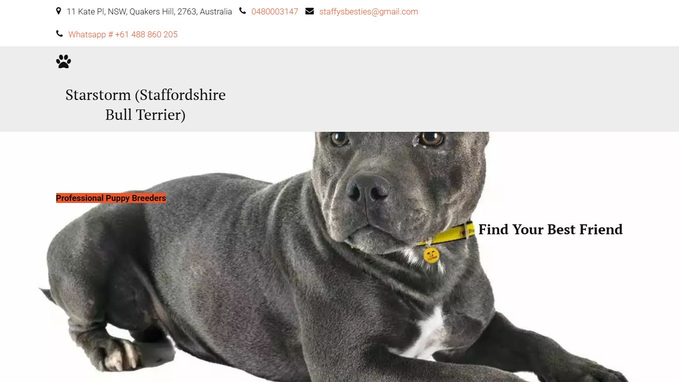 English Staffy For Sale