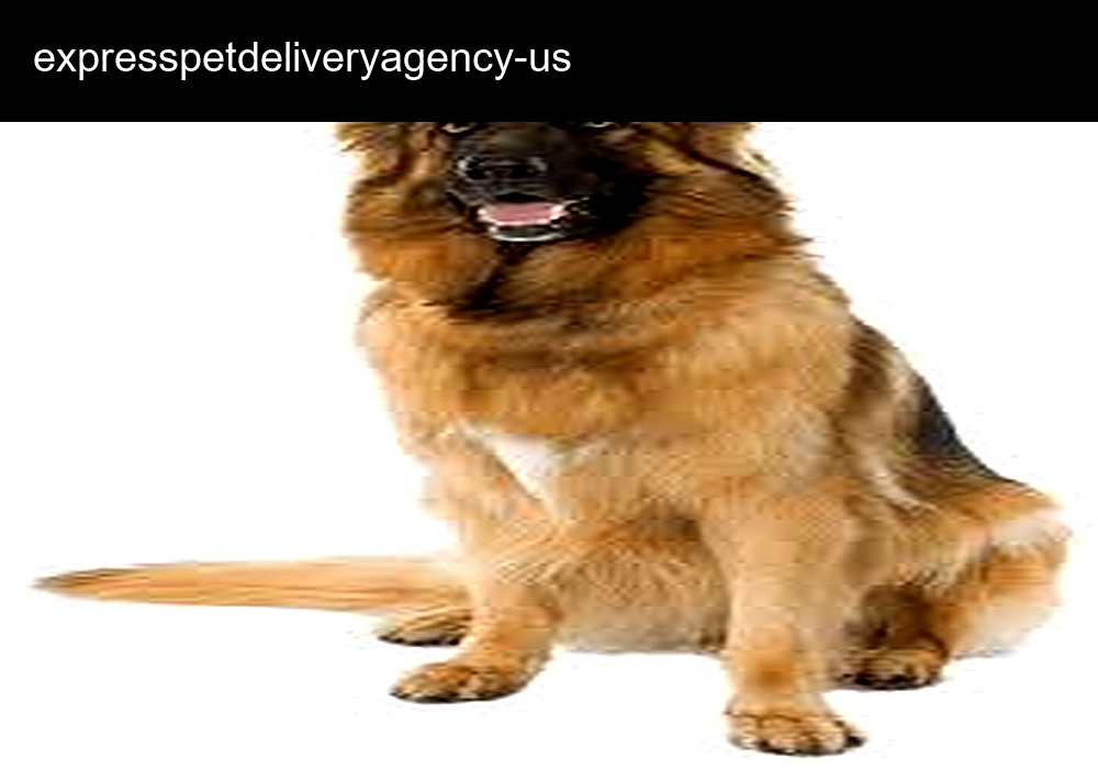 Instant Pet Delivery Agency