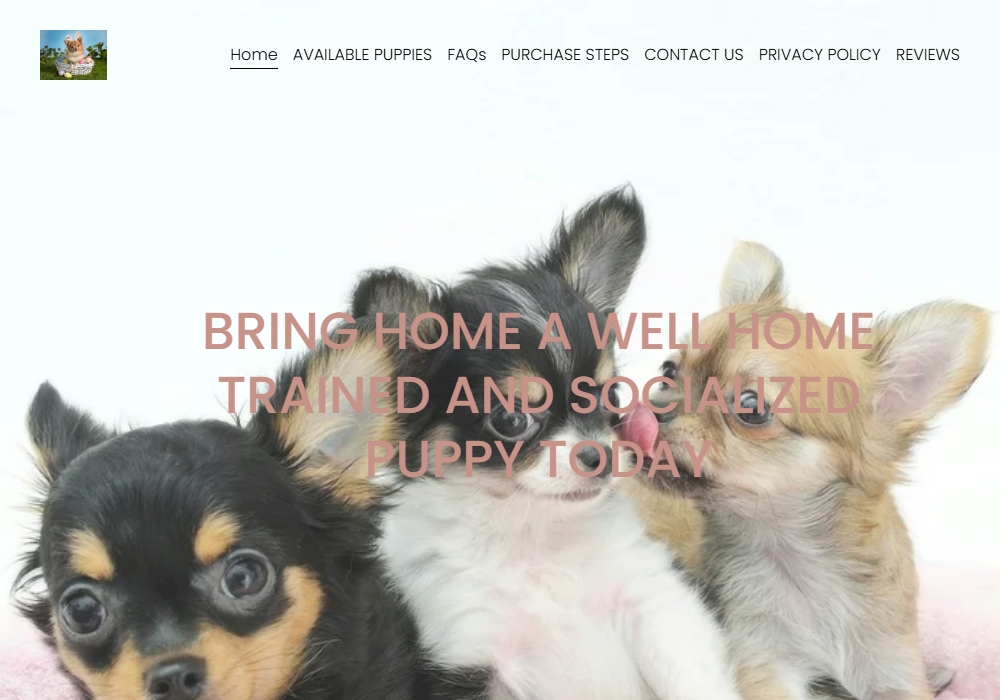 Family Chihuahas