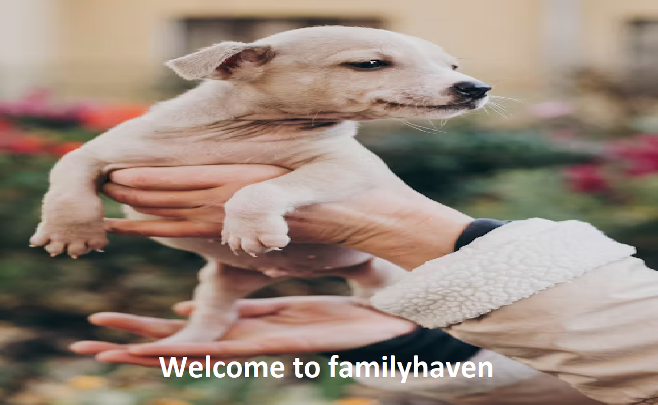 Family Haven
