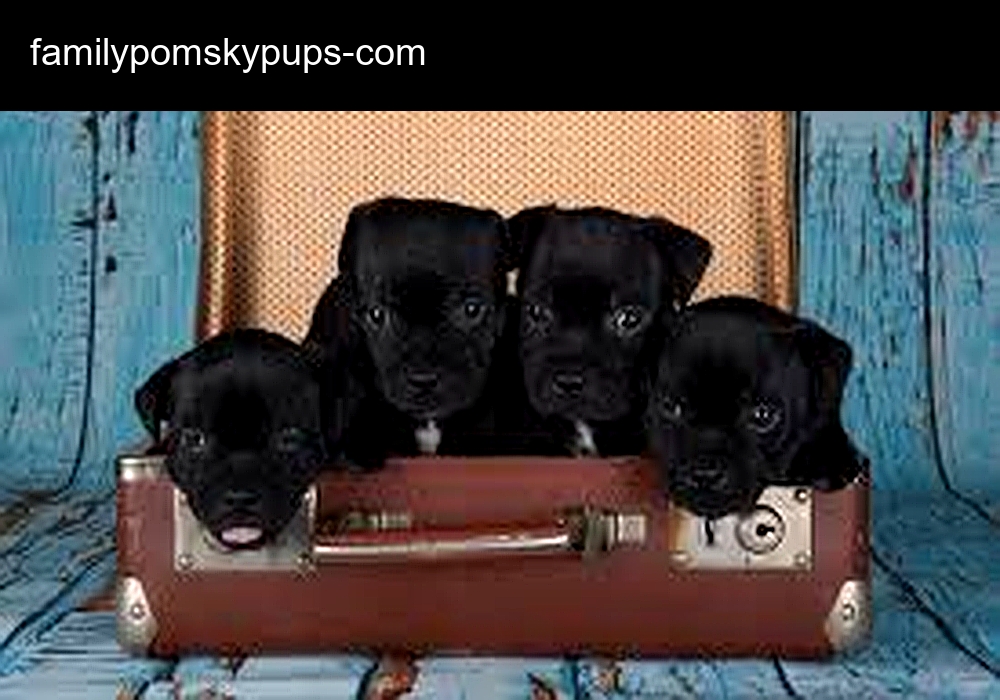 Family Pomsky Pups