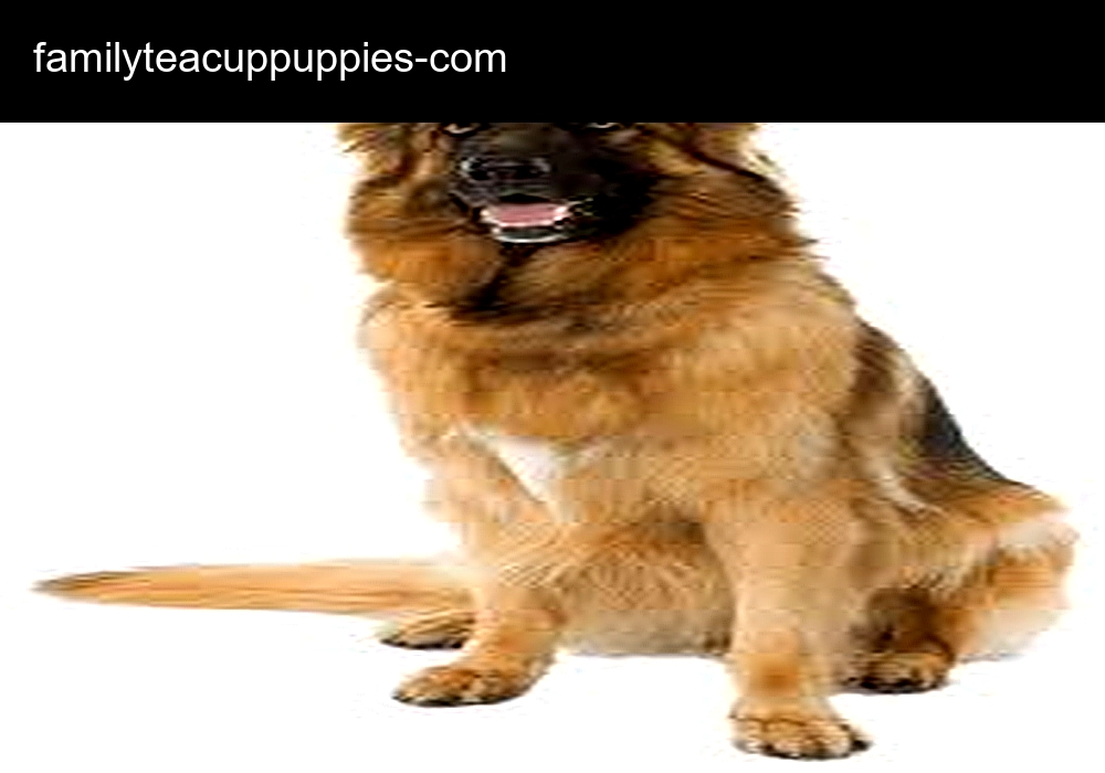 Family Teacup Puppies