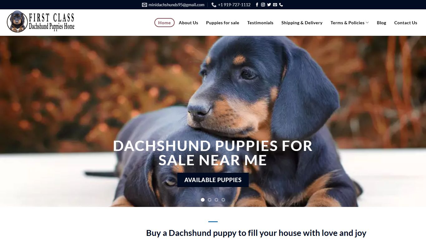 Firstclass Dachshund Puppies Home