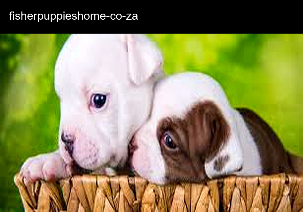 Fisher Puppies Home Fisher Puppies Home