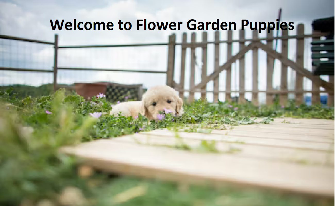 Flower Garden Puppies Flower Garden Puppies