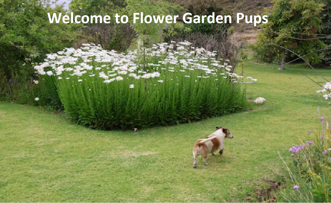 Flower Garden Puppies