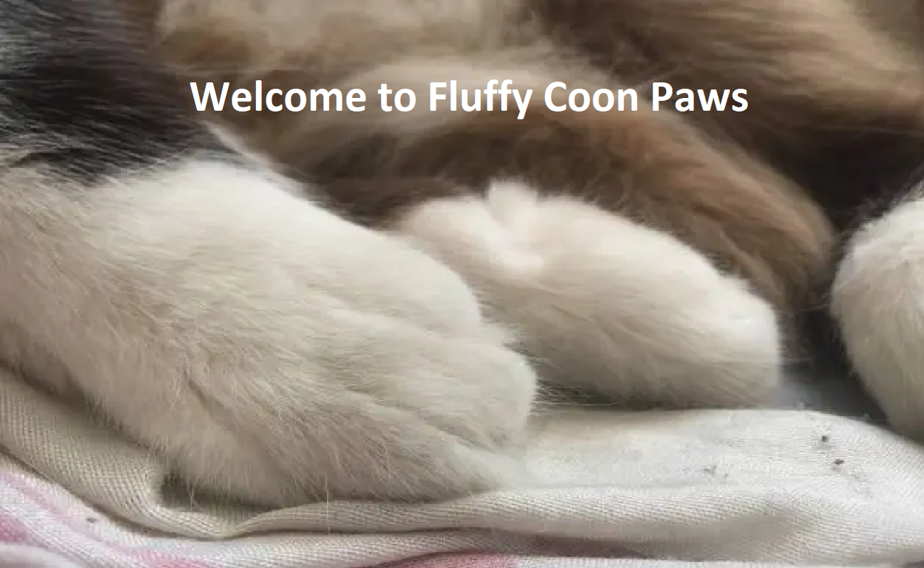 Fluffy Maine Coon Paws