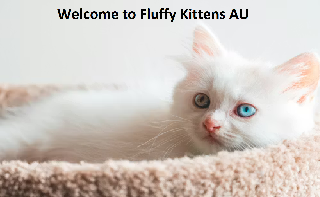 Fluffy Kittens Fluffy Kittens