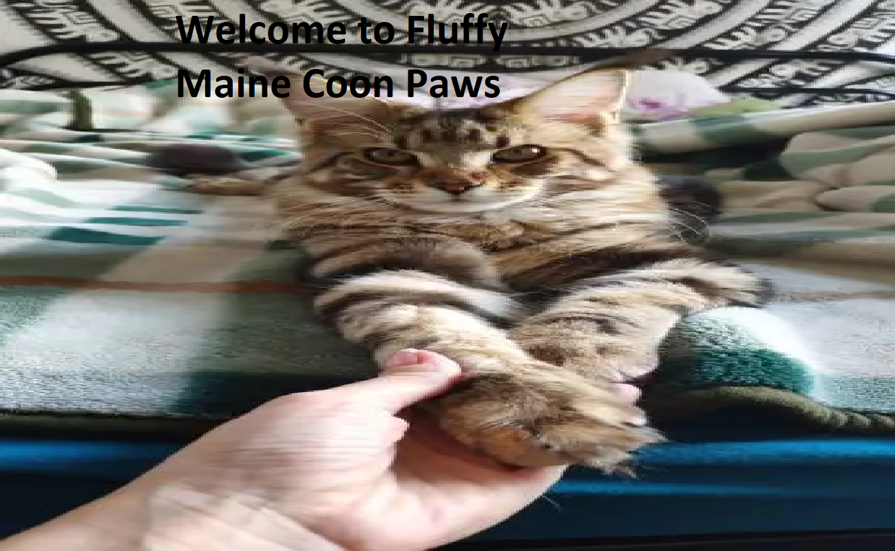 Fluffy Maine Coon Paws