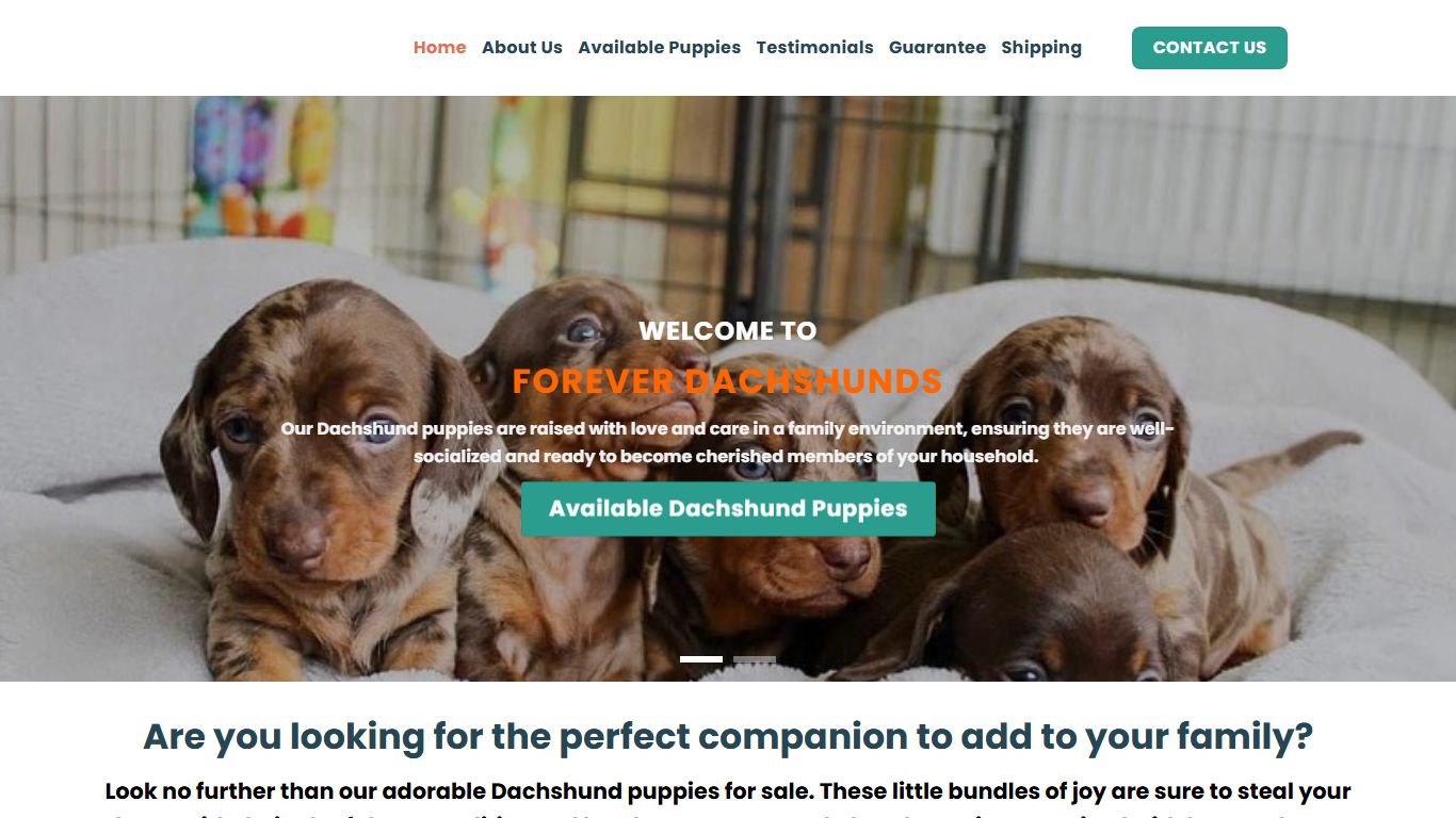 Forever Dachshunds Forever Dachshunds
