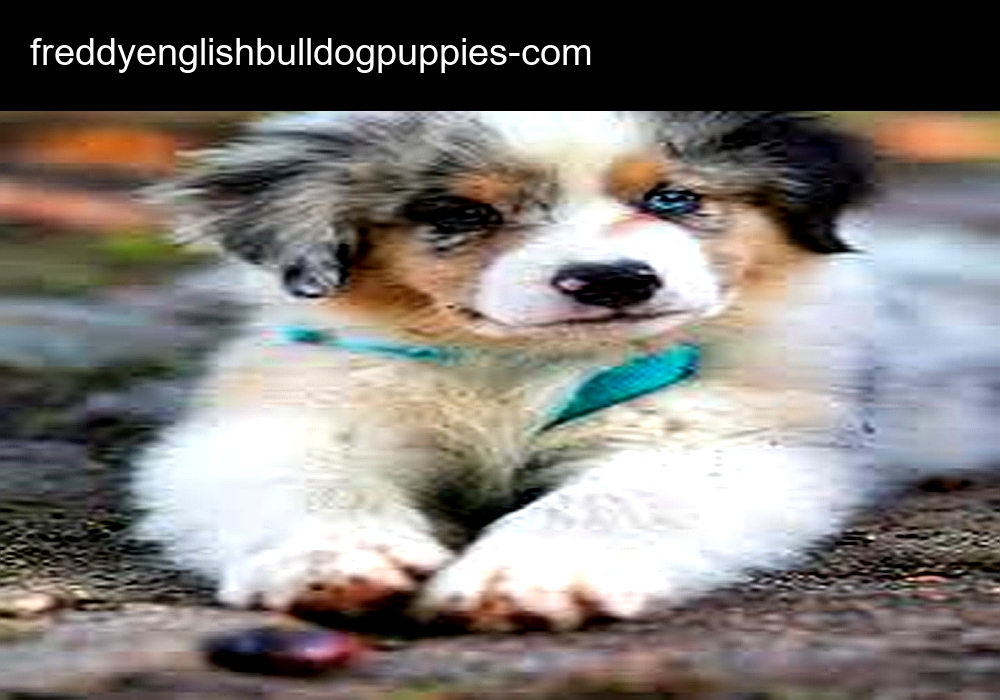Freddy English Bulldog Puppies