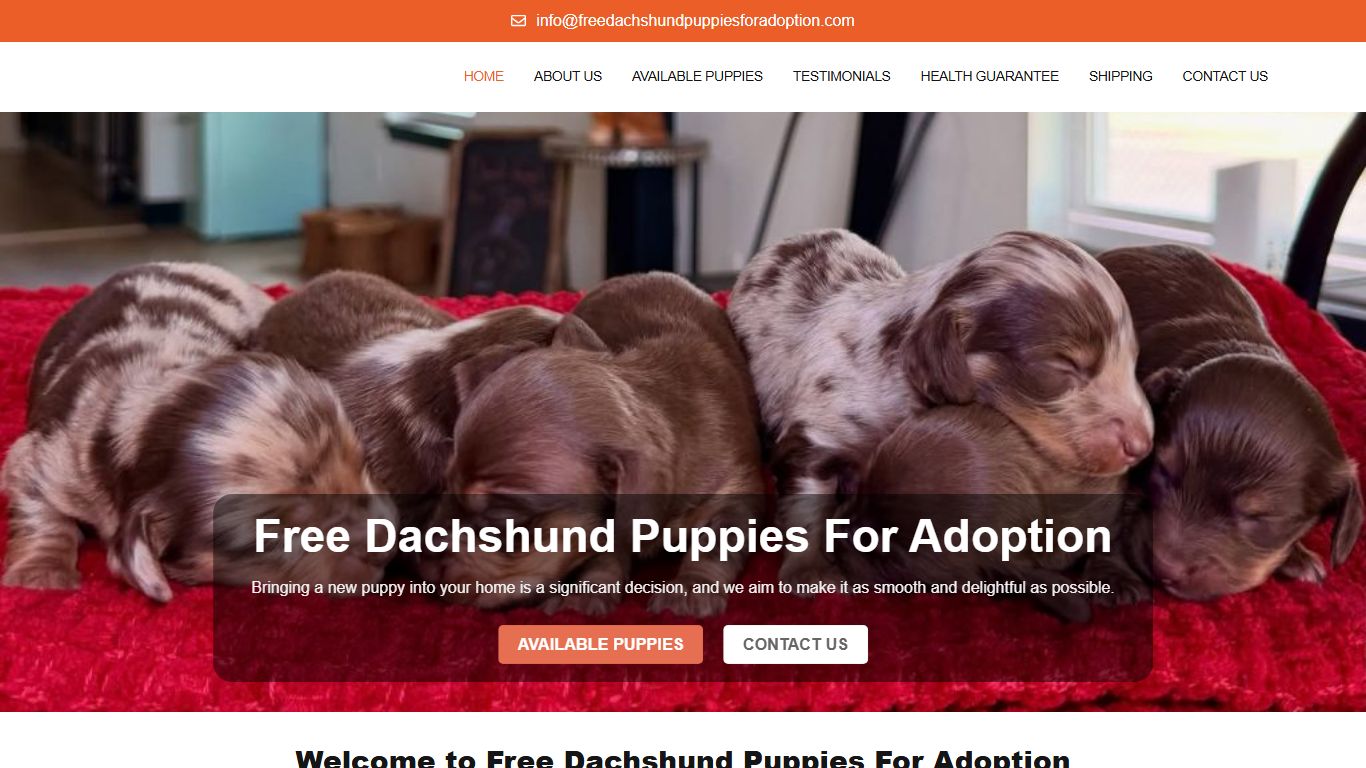 Free Dachshund Puppies For Adoption