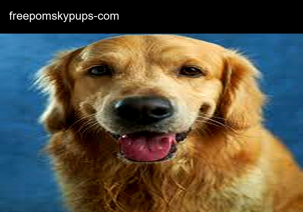 freepomskypups.com