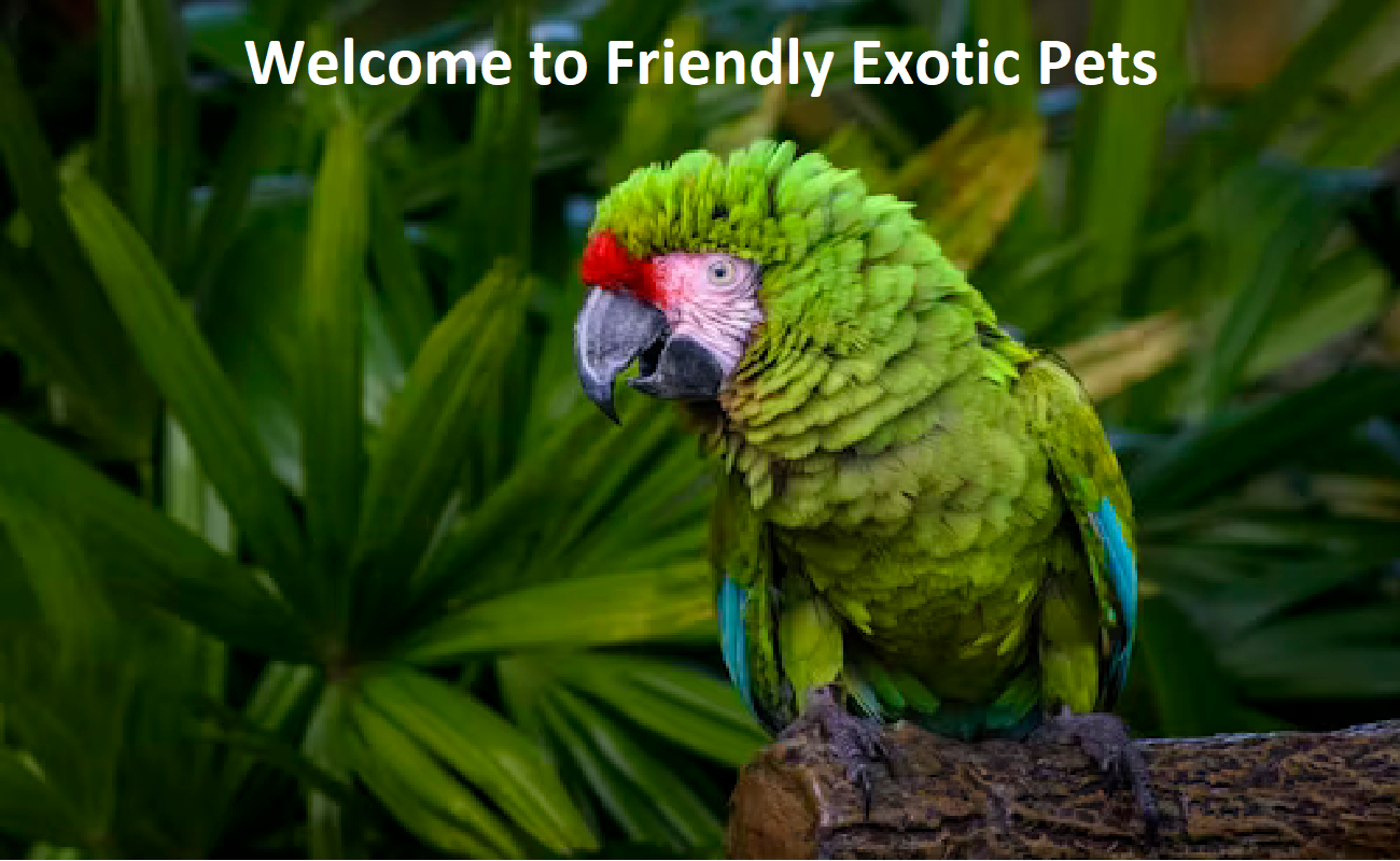 Friendly Exotic Pets