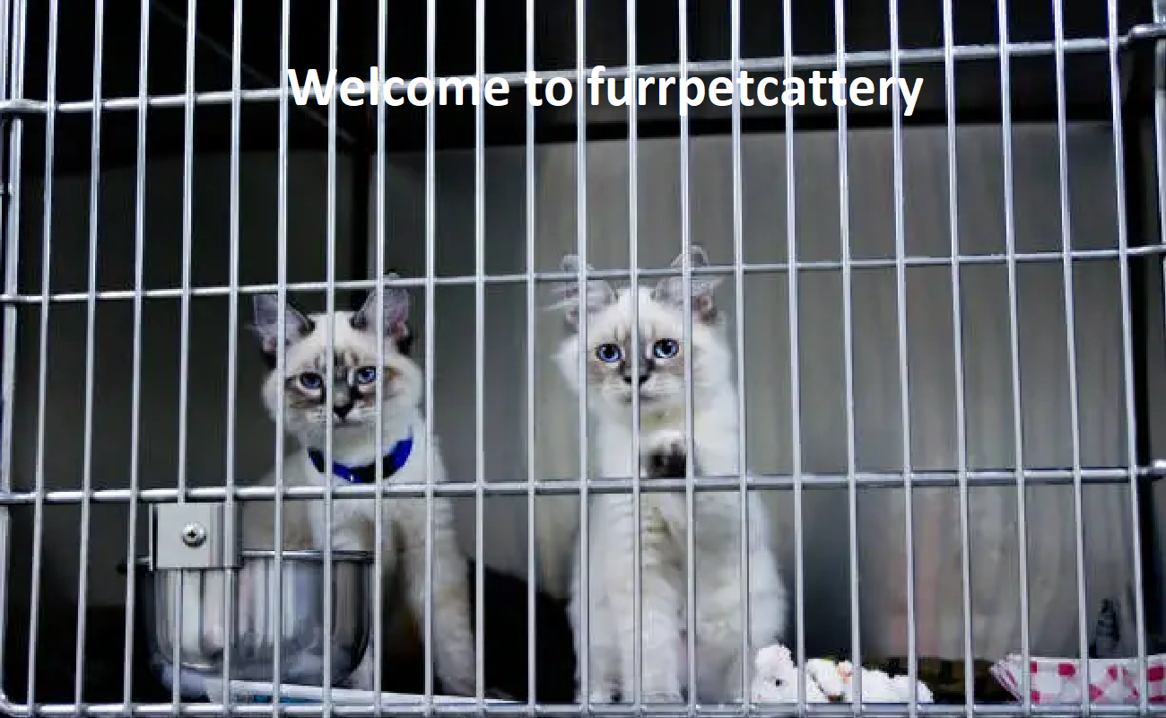 Furrpet Cattery