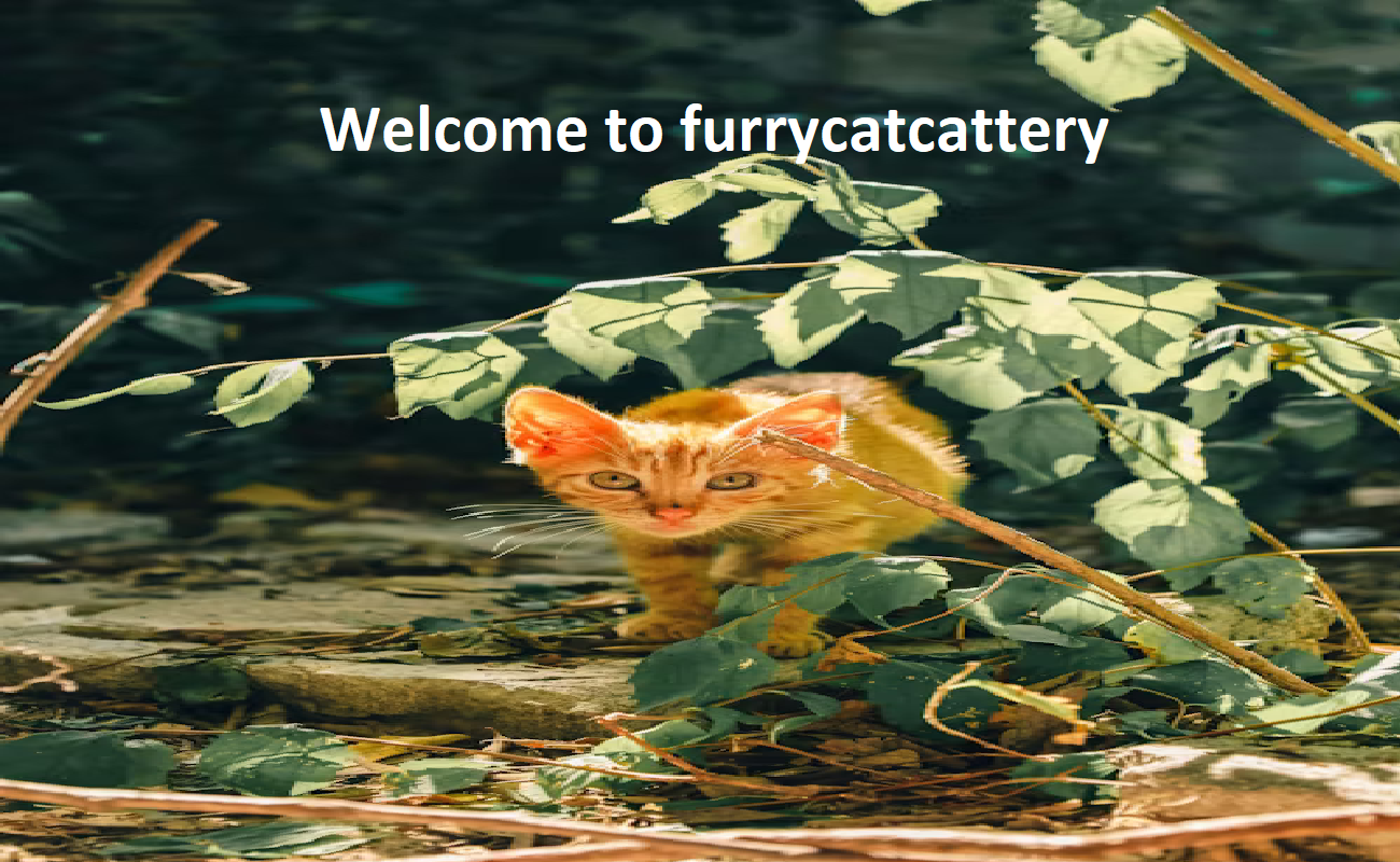 Furry Cat Cattery Furry Cat Cattery