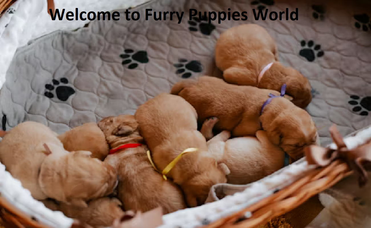 Furry Puppies World Furry Puppies World