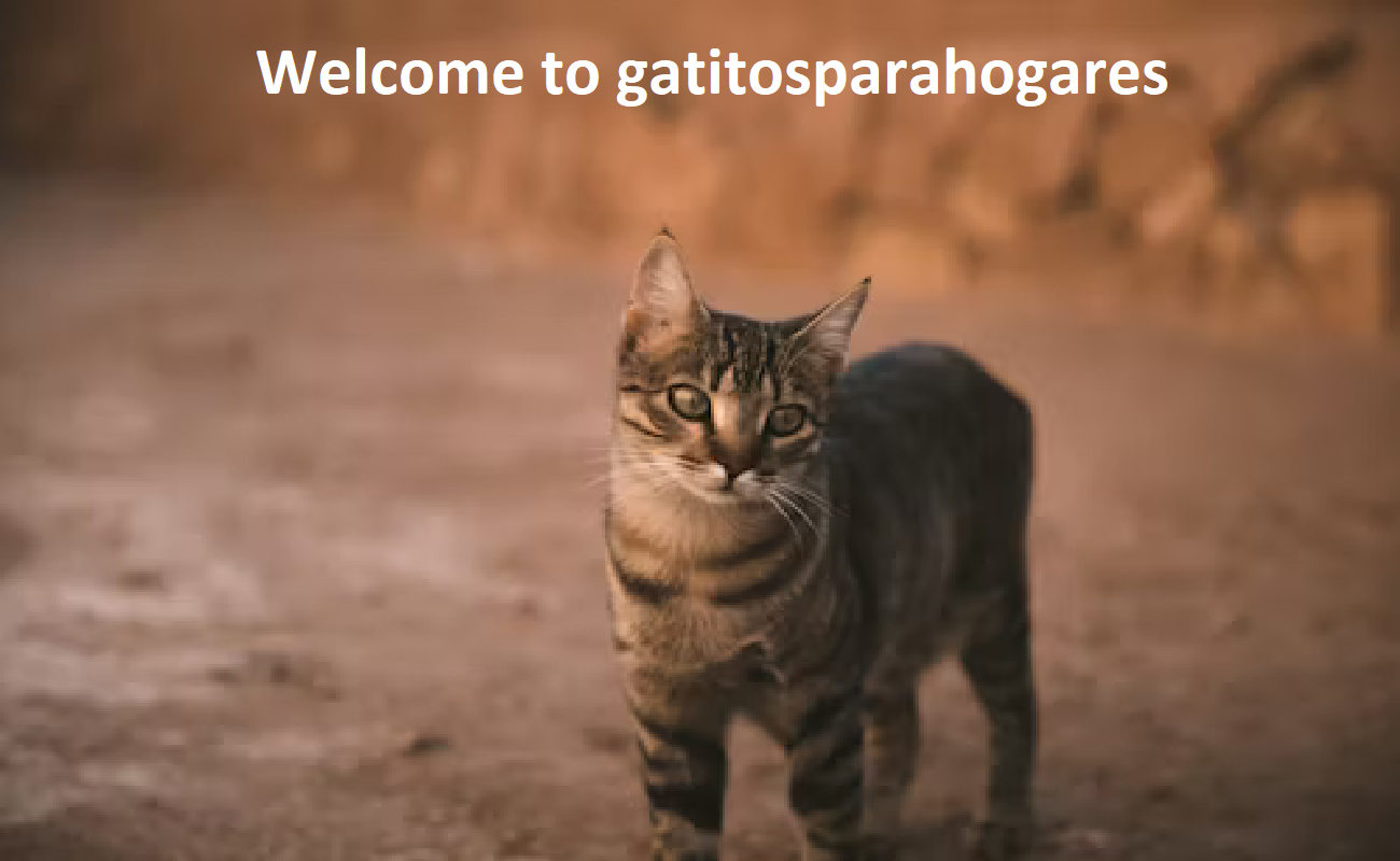 Gatitos para Hogares