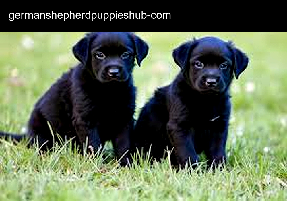 German Shepherd Puppies Hub
