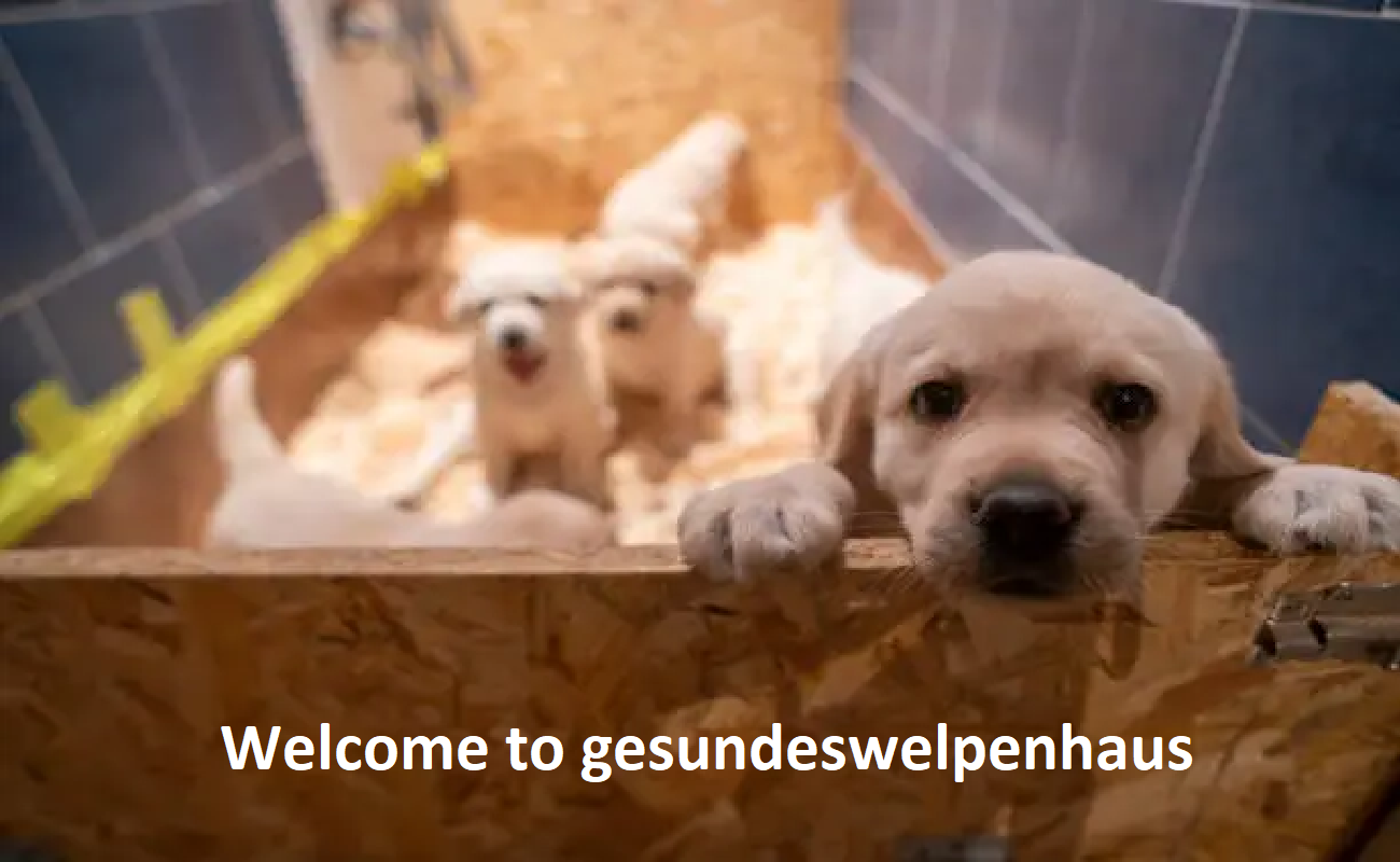 Gesundes Welpenhaus / Gentle Giant Puppies