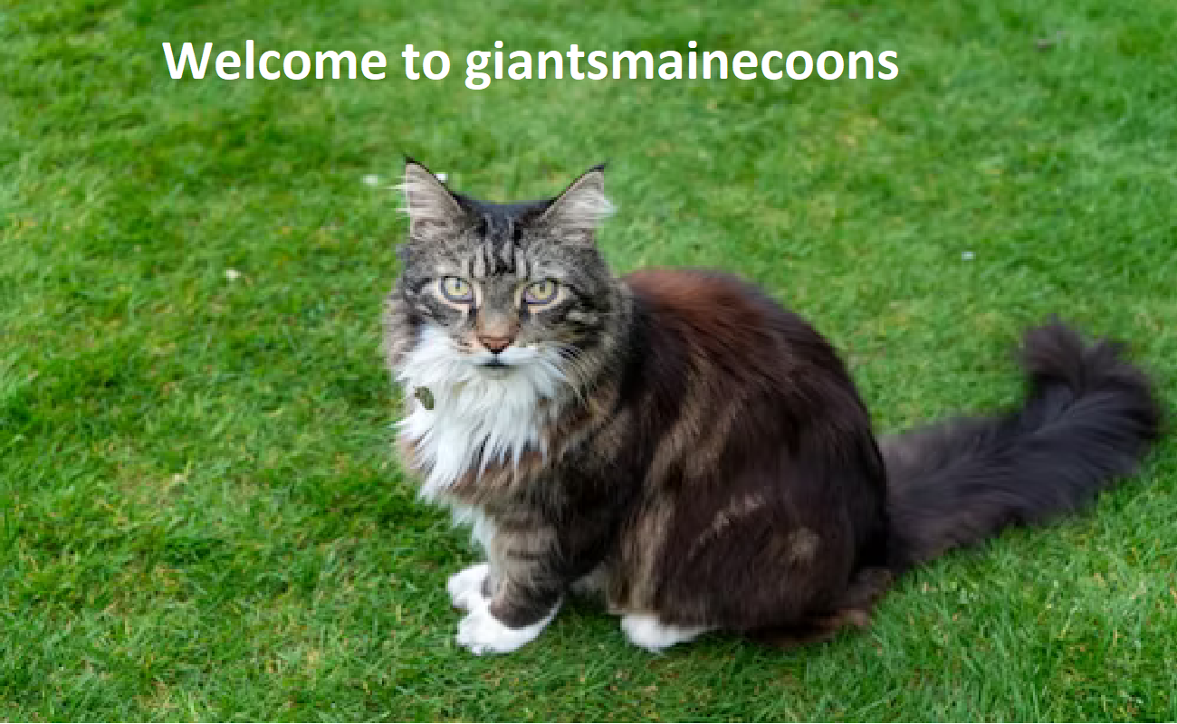 Gentle Giants Maine Coon Cattery