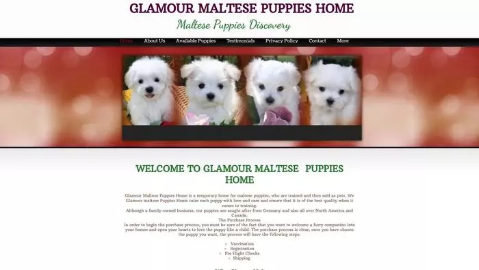 Glamour maltese puppies