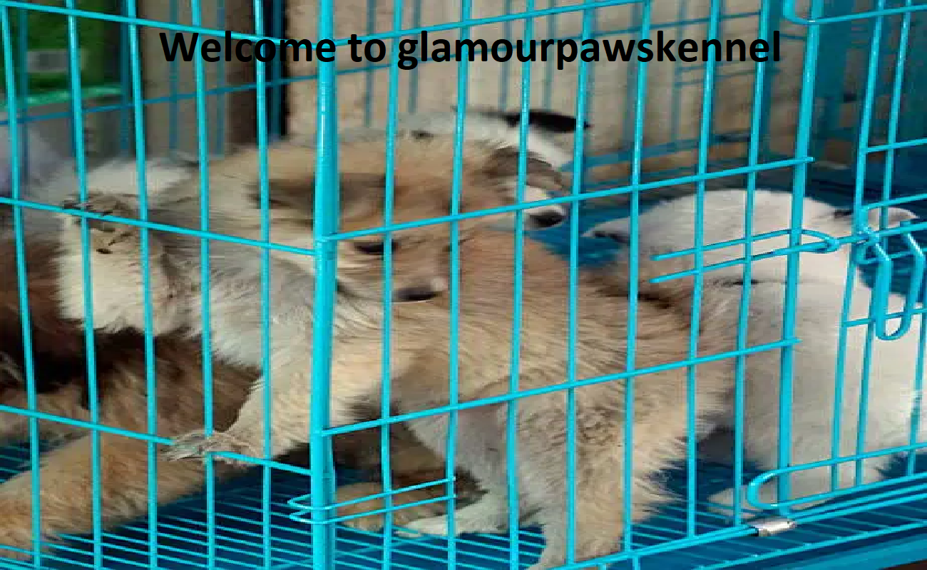 Glamour Paws Kennel