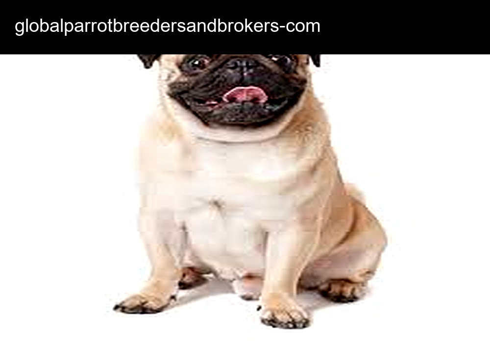 Global Parrot Breeders & Brokers