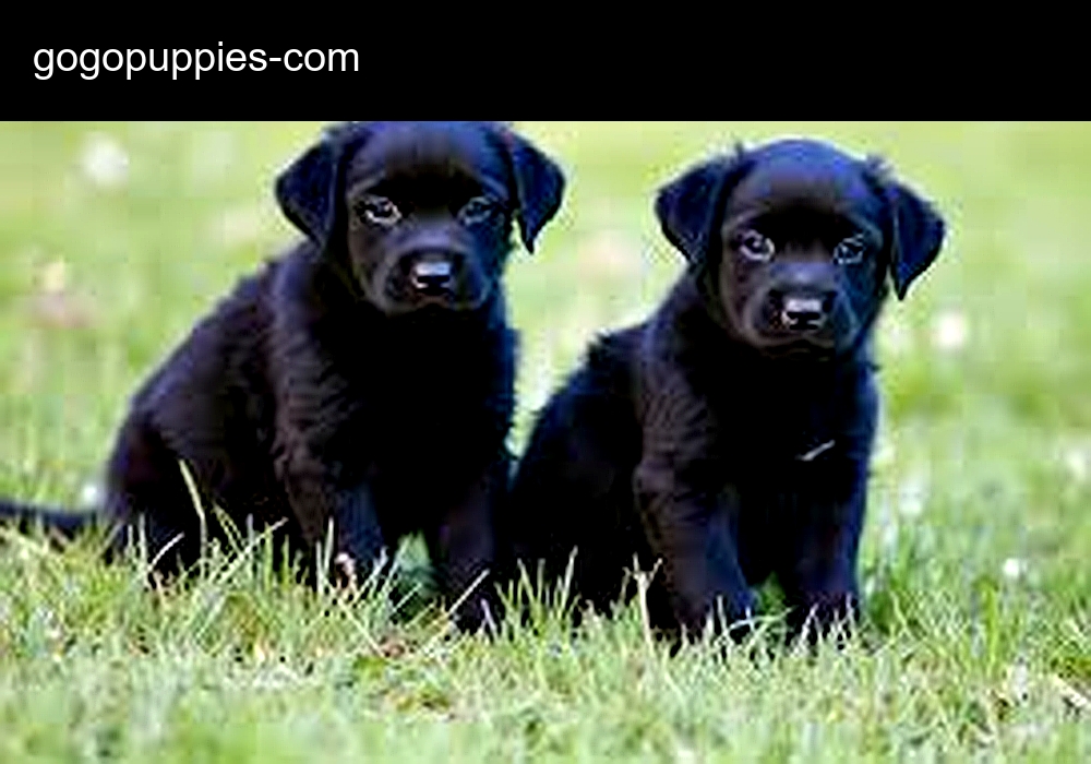 Gogo Puppies