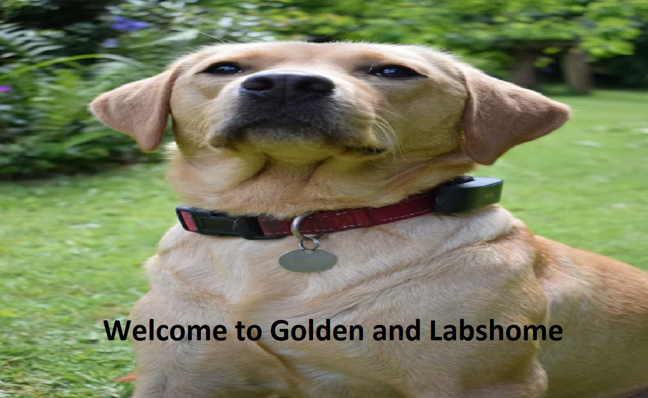 Golden And Lab Pups Home Golden And Lab Pups Home