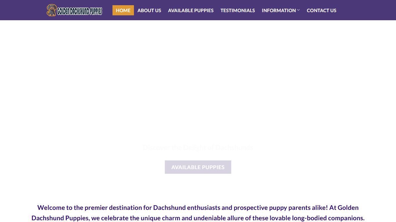 Golden Dachshund Puppies