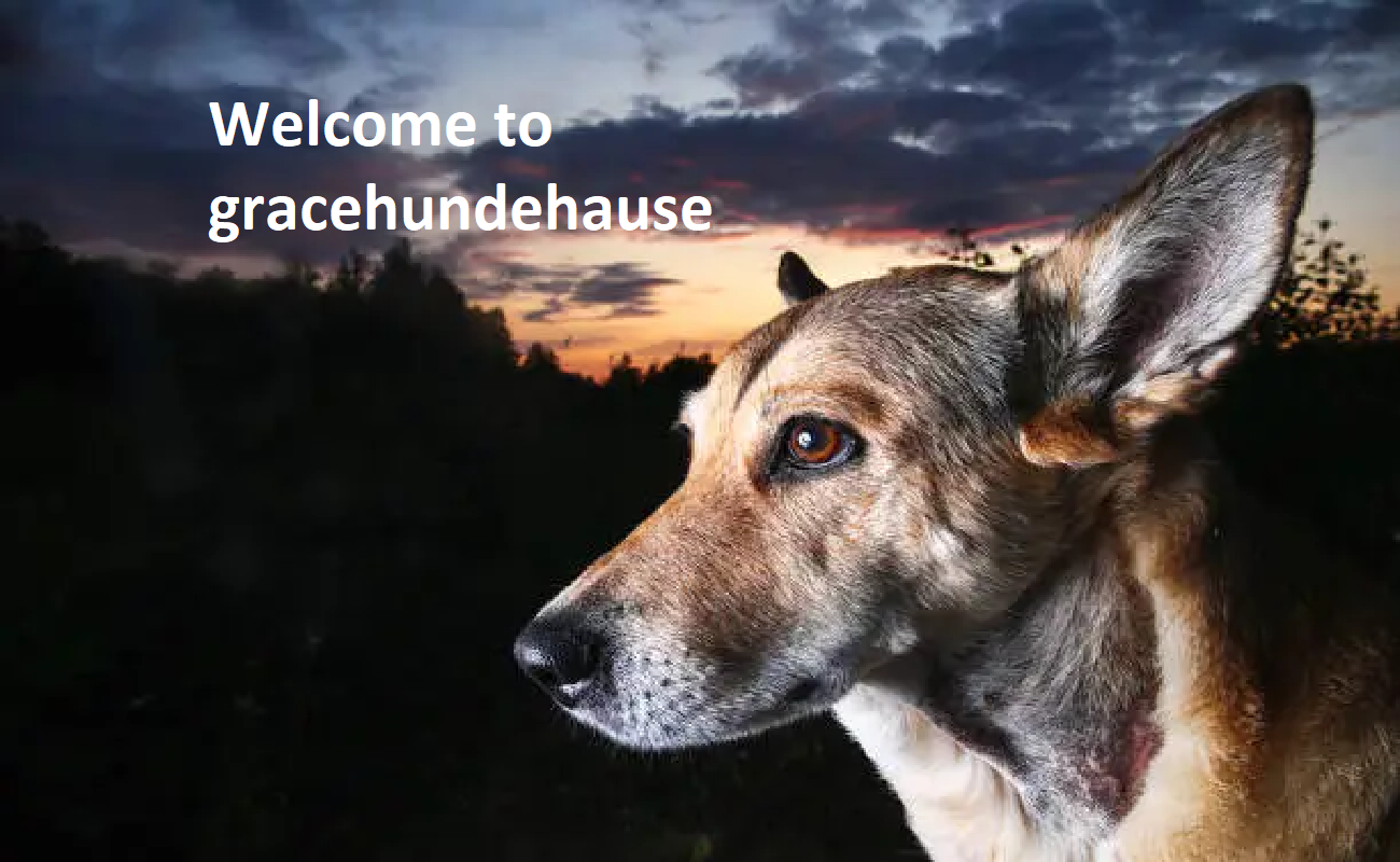 Grace Hunde Haus