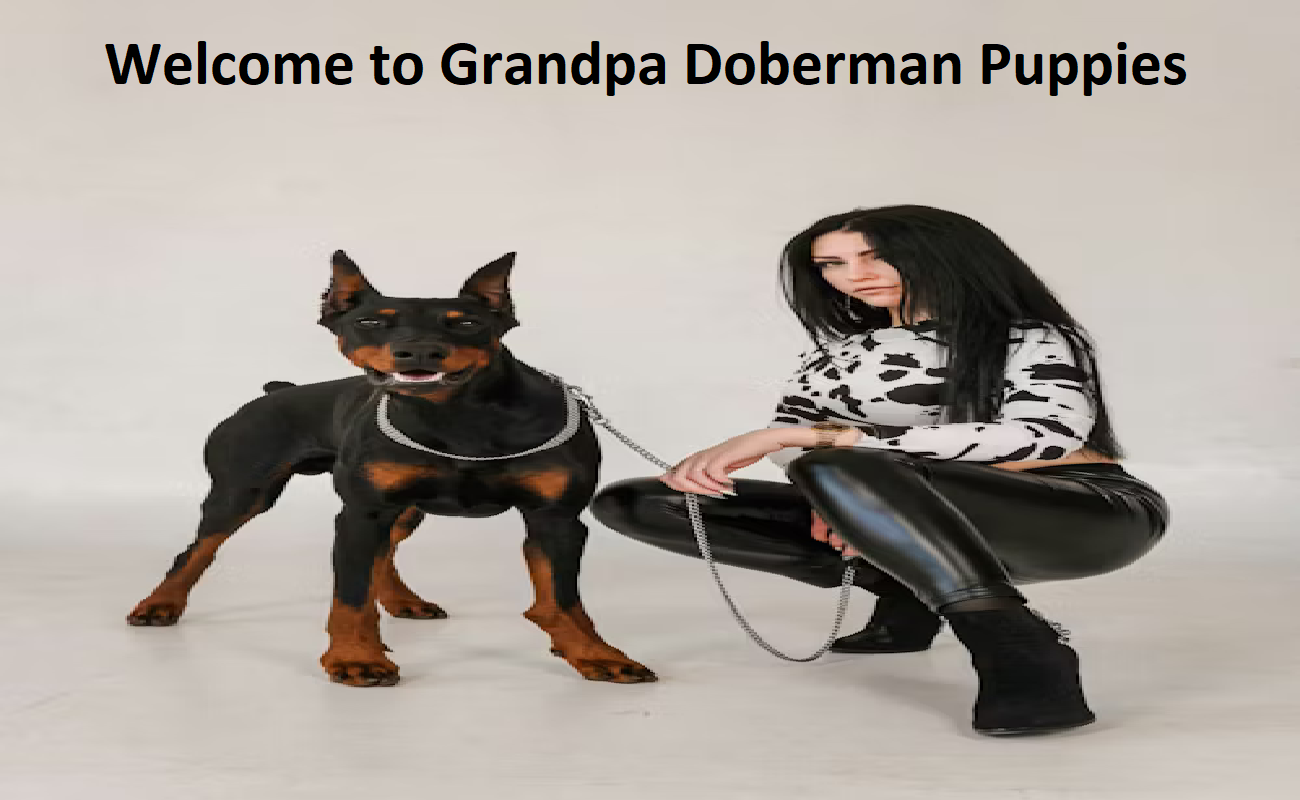 Grandpa Doberman Puppies