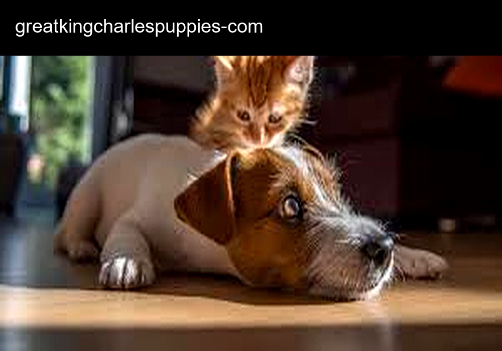 Cavalier King Charles Homes