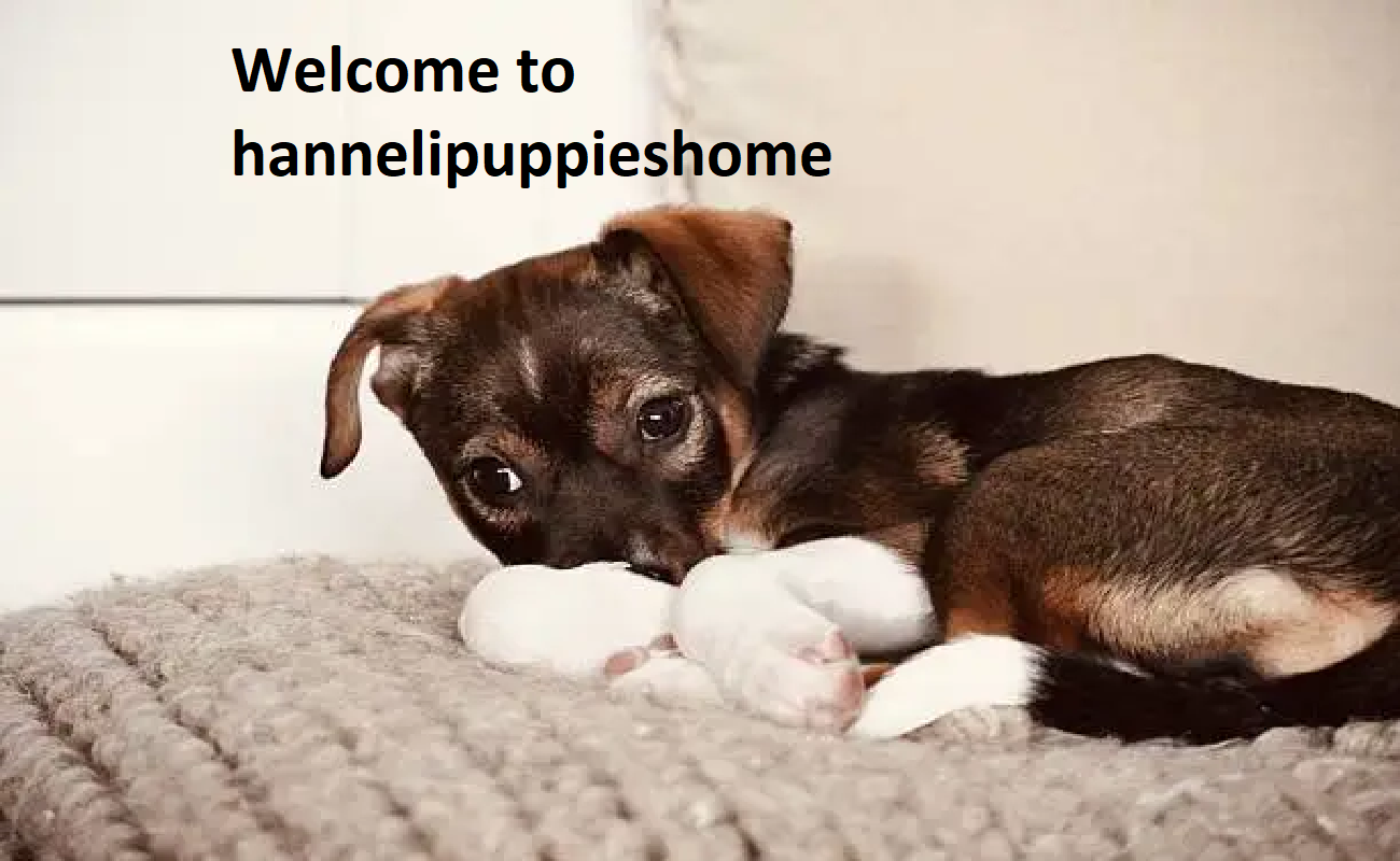 Henneli Puppies Home
