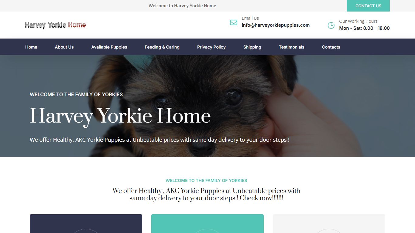 Harvey Yorkie Home