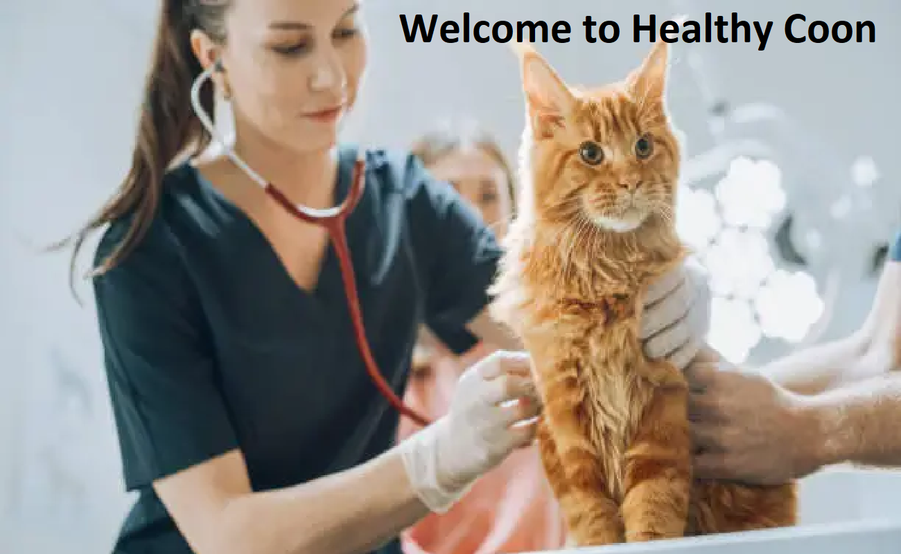 Healthycoons Cattery