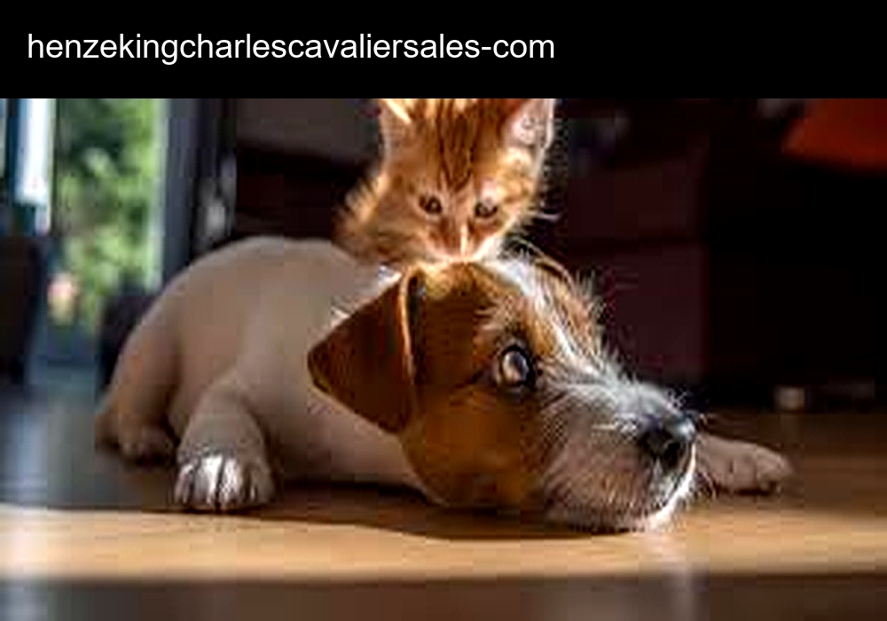 AKC Cavalier King Charles Spaniel For Sale AKC Cavalier King Charles Spaniel For Sale